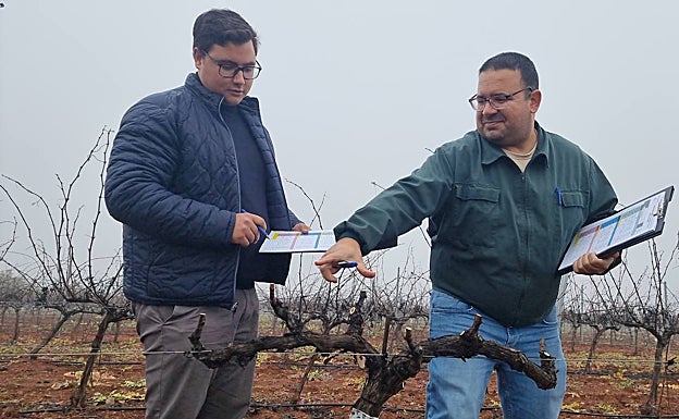 Integrantes del jurado comprueban los cortes producidos por un participante en el concurso de poda. 