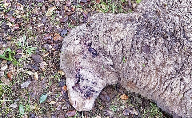 Imagen de la oveja a la que tirotearon y cortaron las orejas. 