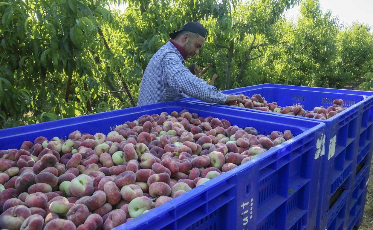 Un jornalero en la pasada campaña de la fruta. El convenio regional del campo fue uno de los que se renovó el año pasado. 