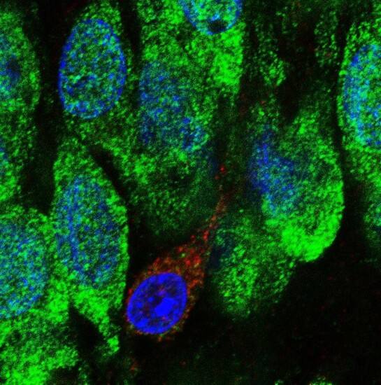 Foto de archivo donde se ven células. 