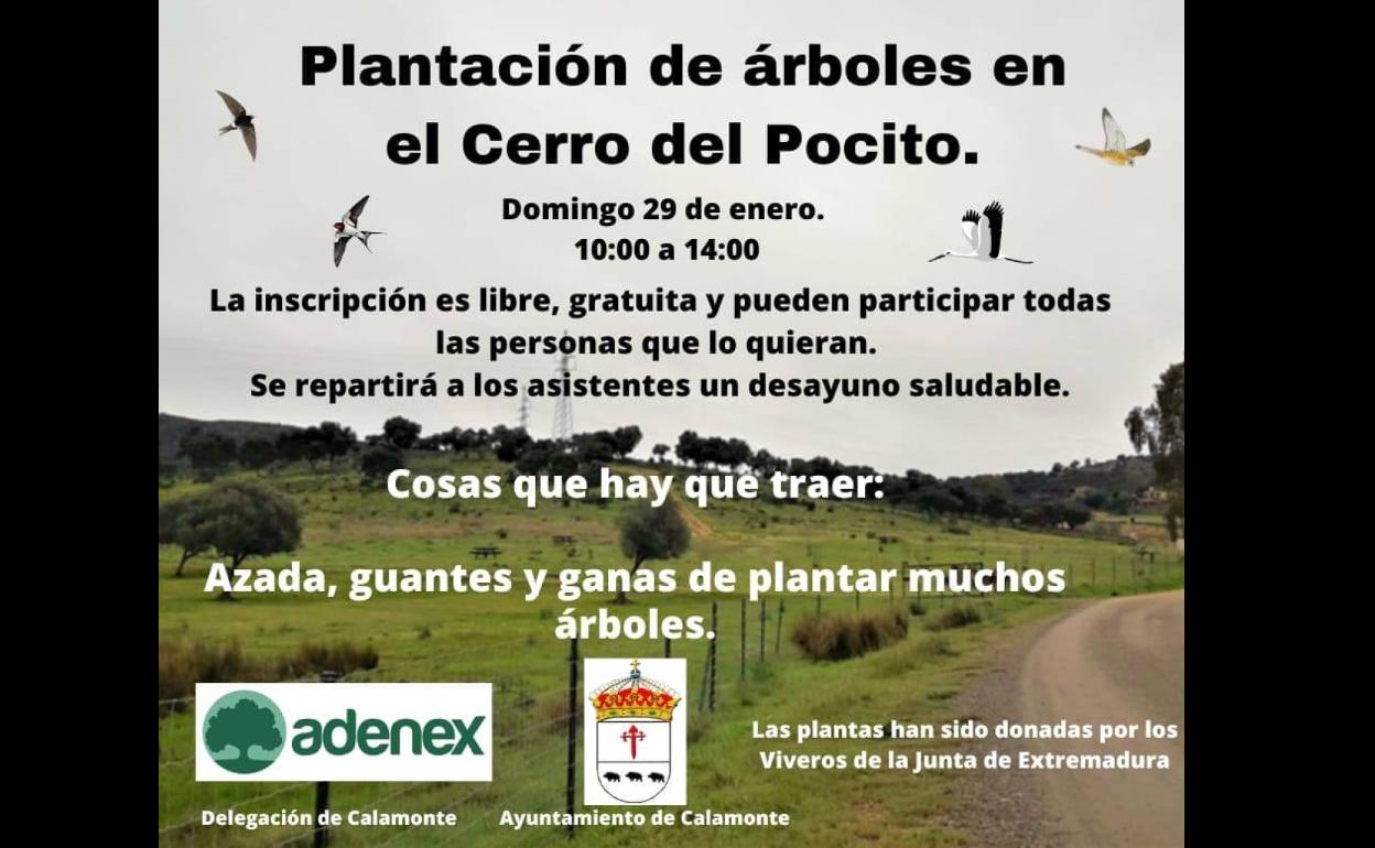 Plantación de árboles en el Cerro del Pocito