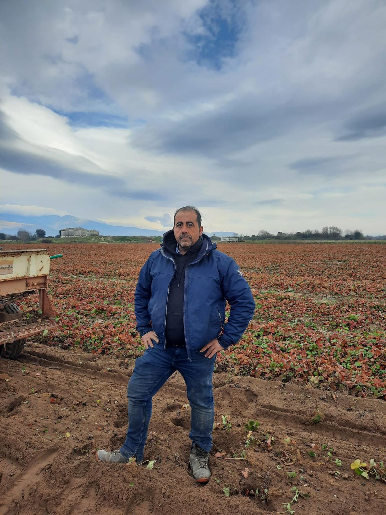 Muñoz en su explotación de plantas de fresa. 