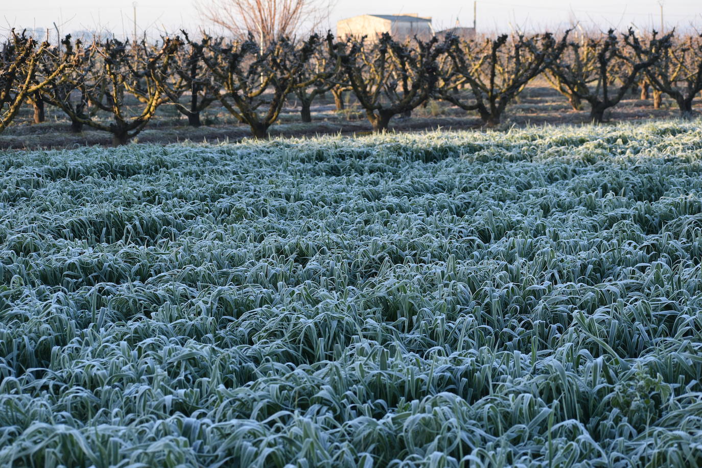 Campo de avena en Ruecas a la salida del sol.