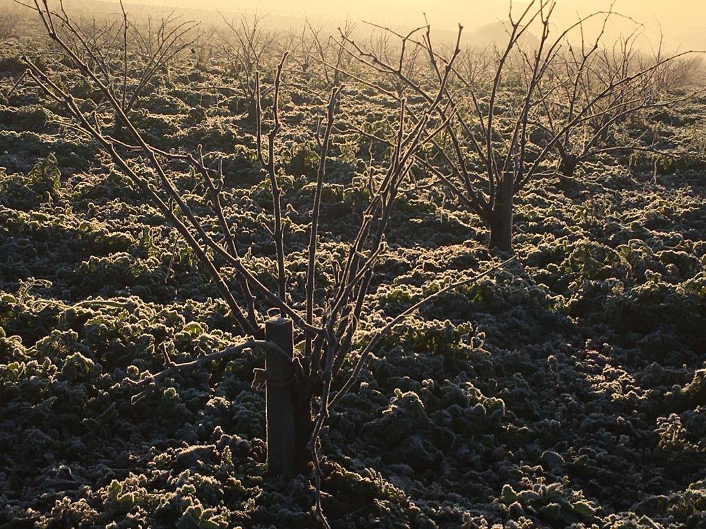 Helada en un viñedo de Los Santos de Maimona. 