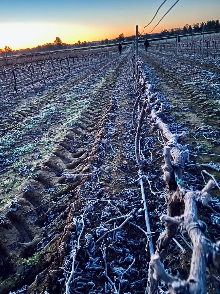 Helada en un viñedo de Los Santos de Maimona. 