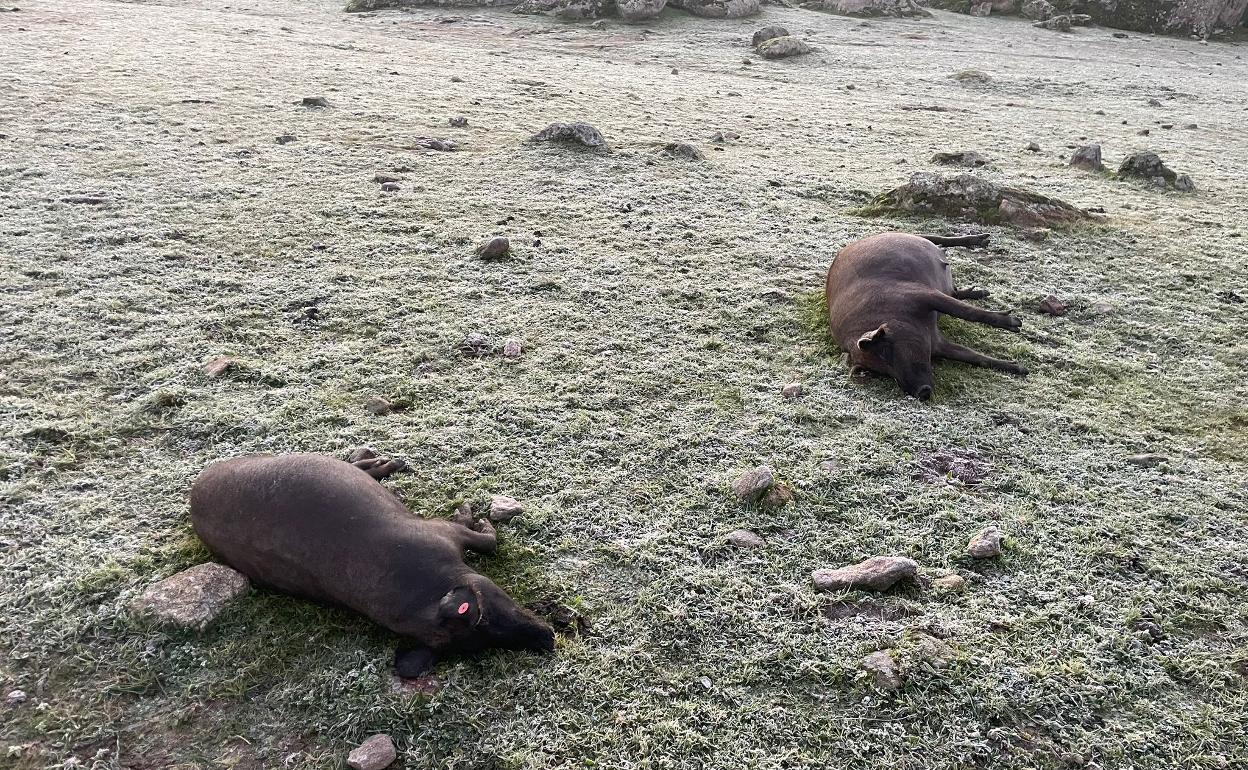 Los dos animales abatidos a tiros en la finca San Polo. 