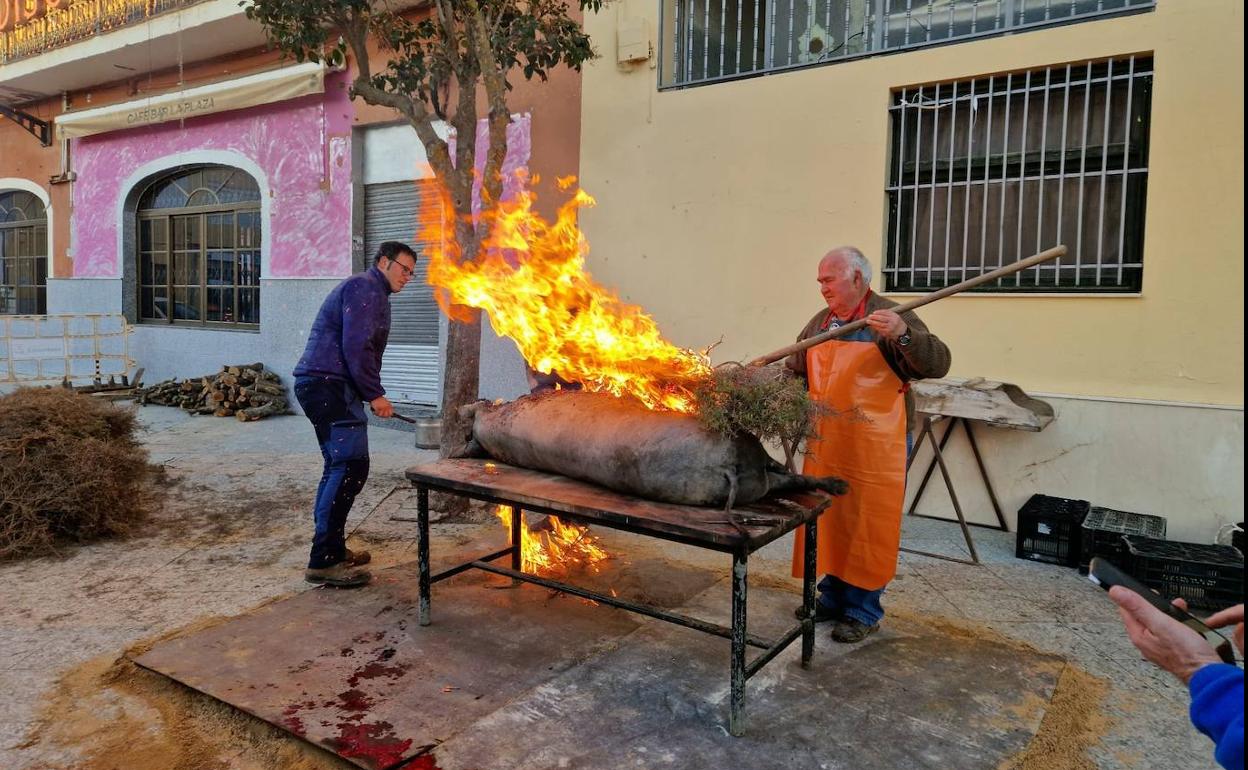 Preparación del cerdo para comenzar a despiezarlo. 