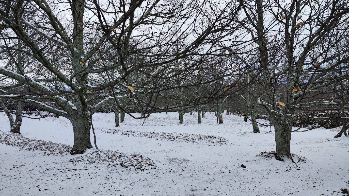 Fotos: PIornal amanece nevado este miércoles