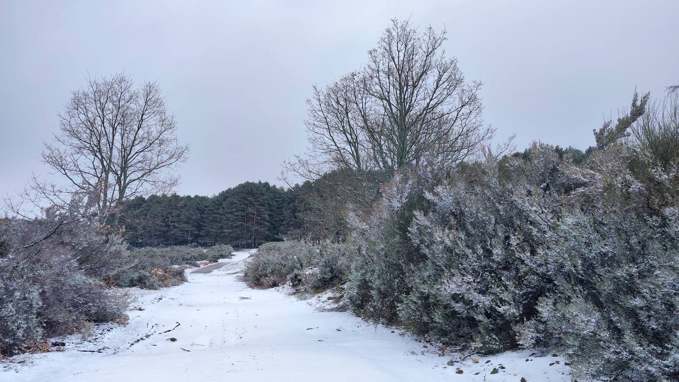 Fotos: PIornal amanece nevado este miércoles