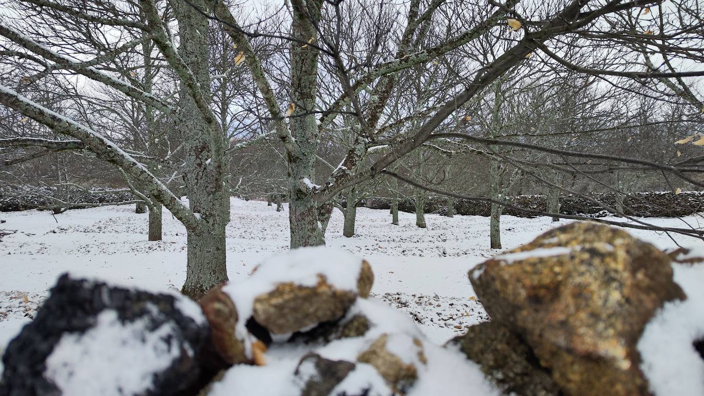 Fotos: PIornal amanece nevado este miércoles