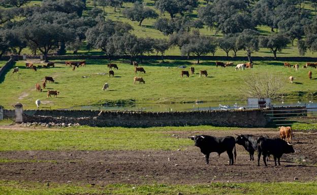 Ejemplares de la ganadería de Miguel Moreno en su finca de La Cercada. 