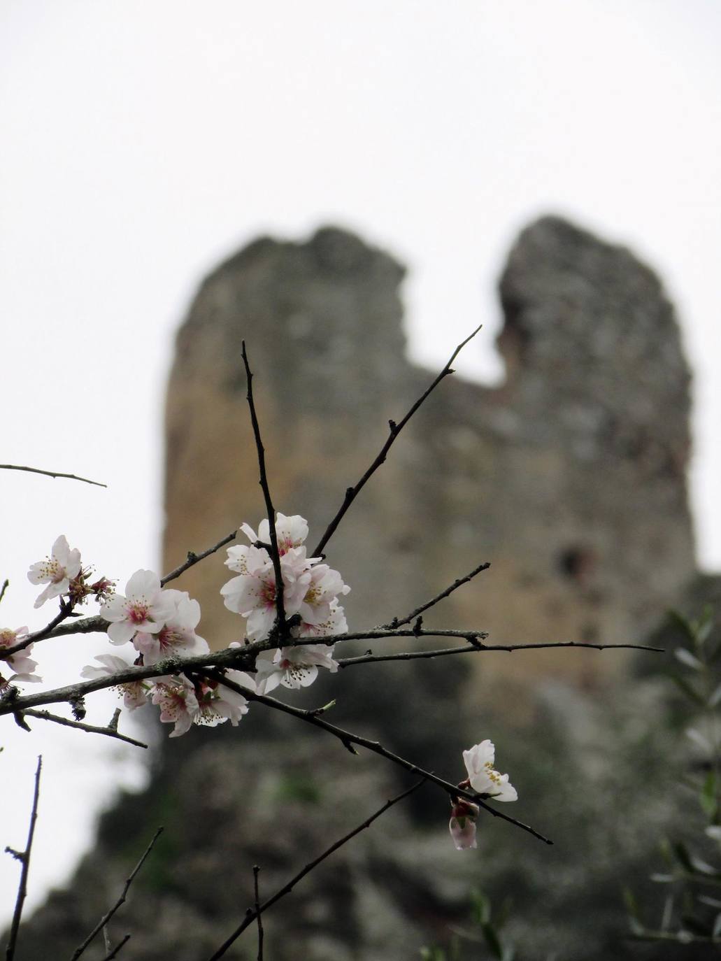 Fotos: Ruta por los almendros en flor del entorno de Alange