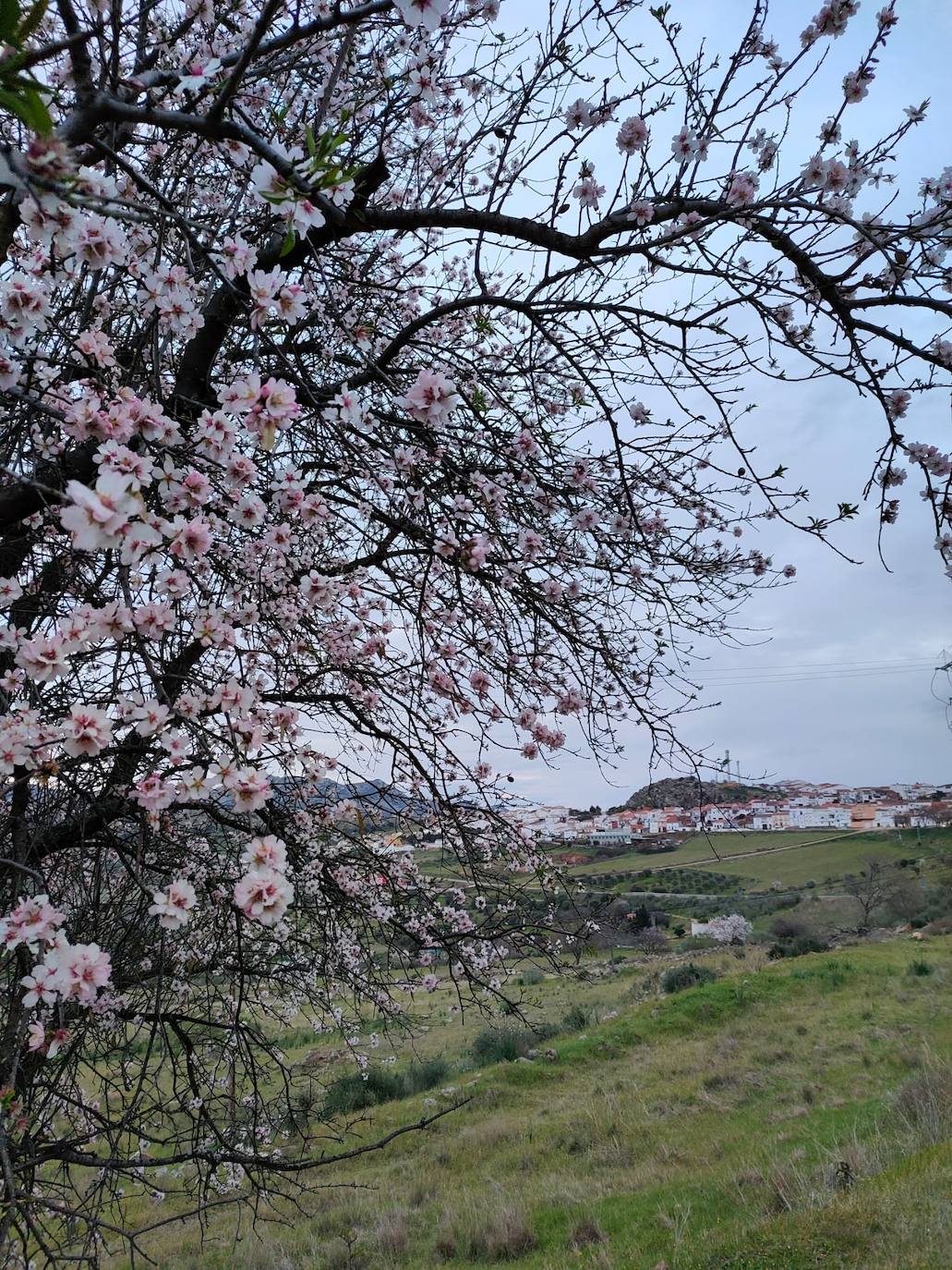 Fotos: Ruta por los almendros en flor del entorno de Alange