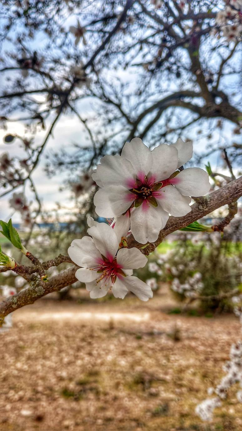 Fotos: Ruta por los almendros en flor del entorno de Alange
