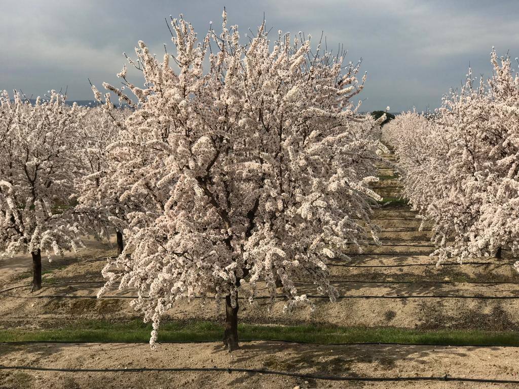 Fotos: Floración de los almendros en flor en Valdeíñigos