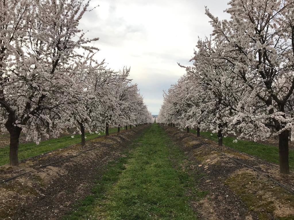 Fotos: Floración de los almendros en flor en Valdeíñigos