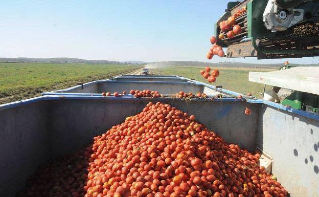 Las sanciones en la región han llegado mayoritariamente a empresas relacionadas con el sector del tomate. 