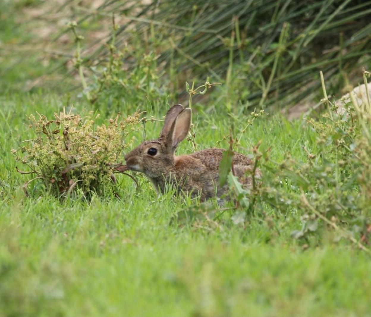 Conejo en el campo. 