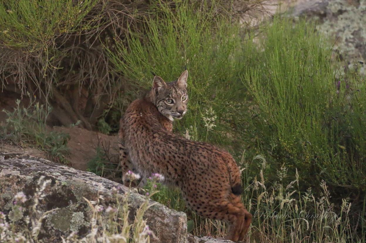 Un ejemplar de lince ibérico avistado en Cornalvo. 