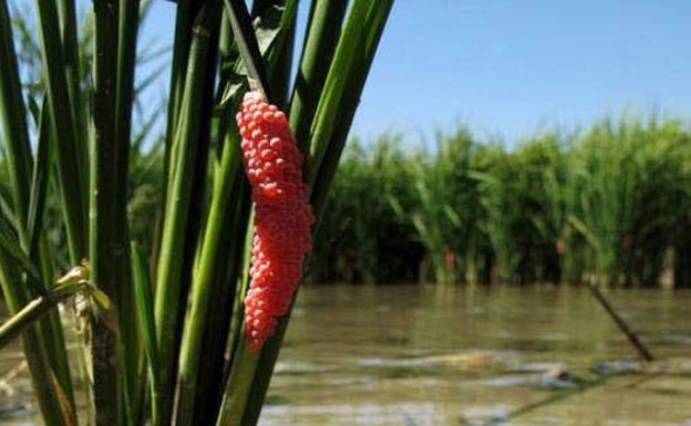 Los huevos de los caracoles manzana. 