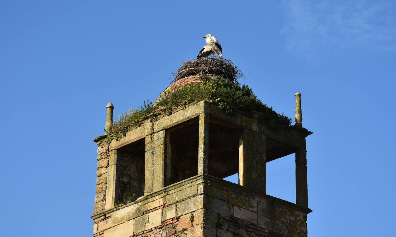 Pareja de cigüeñas en la Torre Rocha el pasado 13 de febrero.