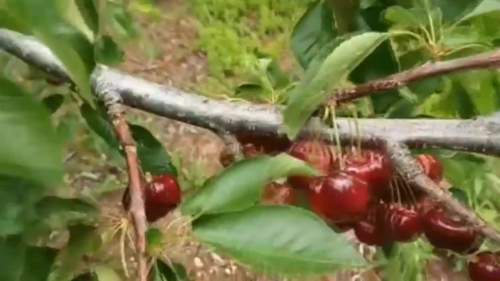 Las últimas lluvias destrozan el 80% de la cosecha de cerezas del Jerte