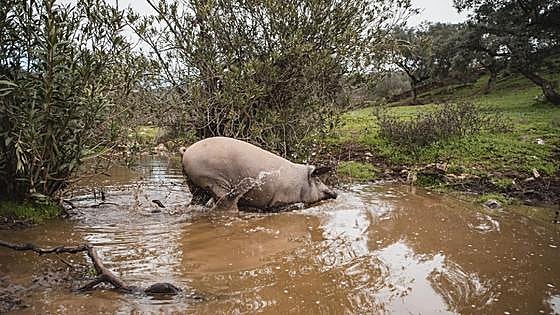 Montanera histórica en Extremadura tras la crisis