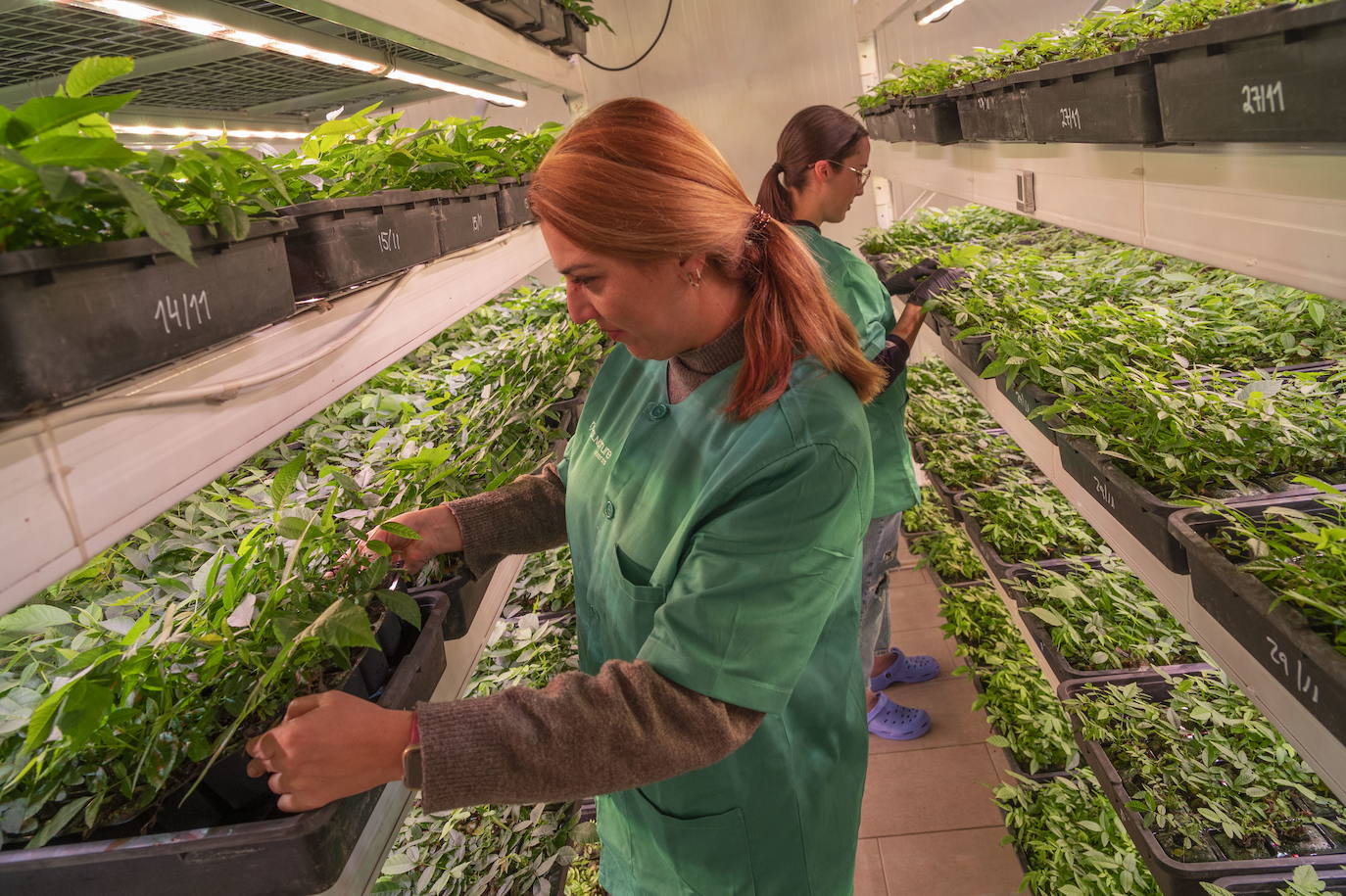 Proceso de aclimatación en cámaras optimizadas.