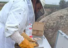 Una apicultora de Fuenlabrada de los Montes revisando sus colmenas.