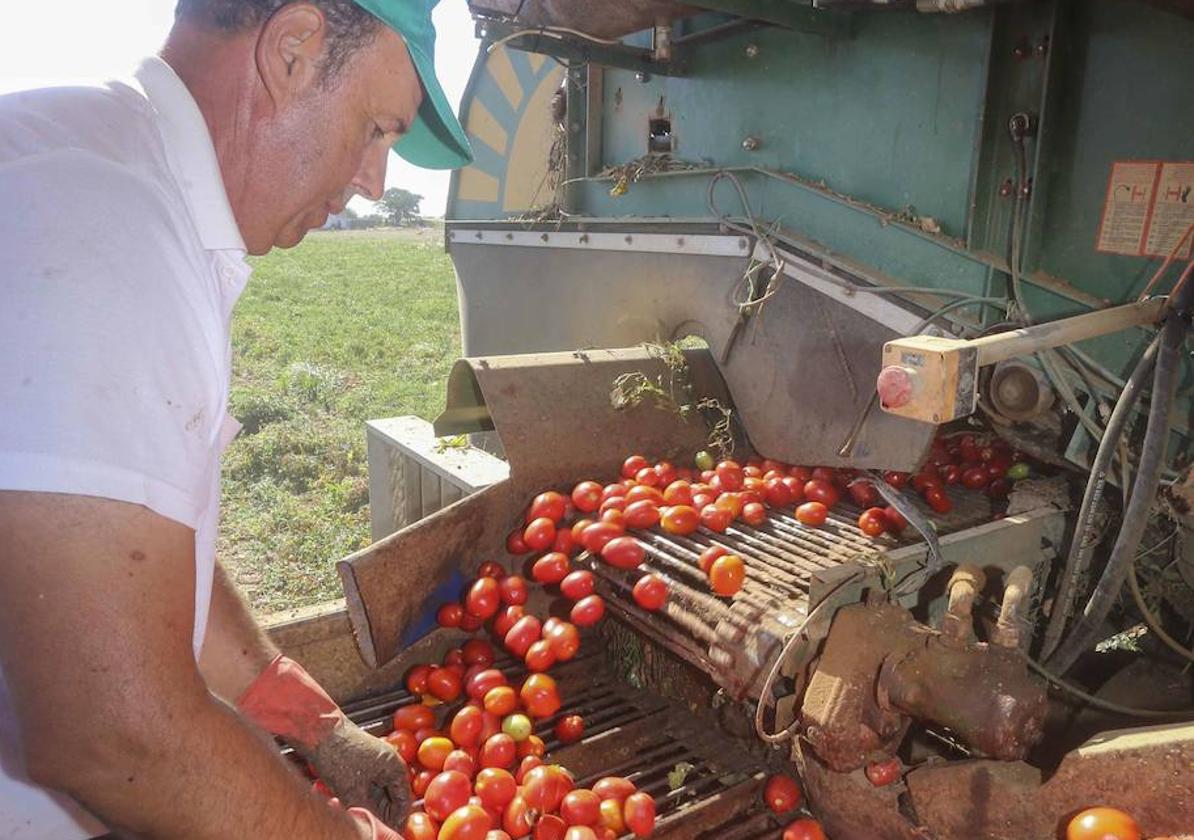 Productor extremeño en la última campaña tomatera.