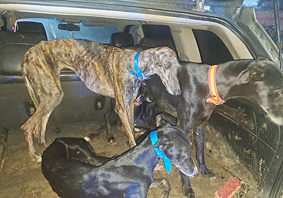Cuatro detenidos tras ser sorprendidos cazando con galgos en el coto social de Fuente de Cantos