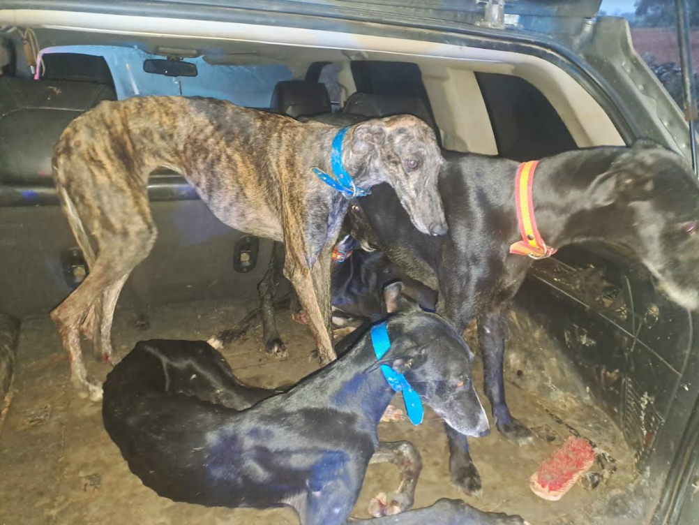 Cuatro detenidos tras ser sorprendidos cazando con galgos en el coto social de Fuente de Cantos