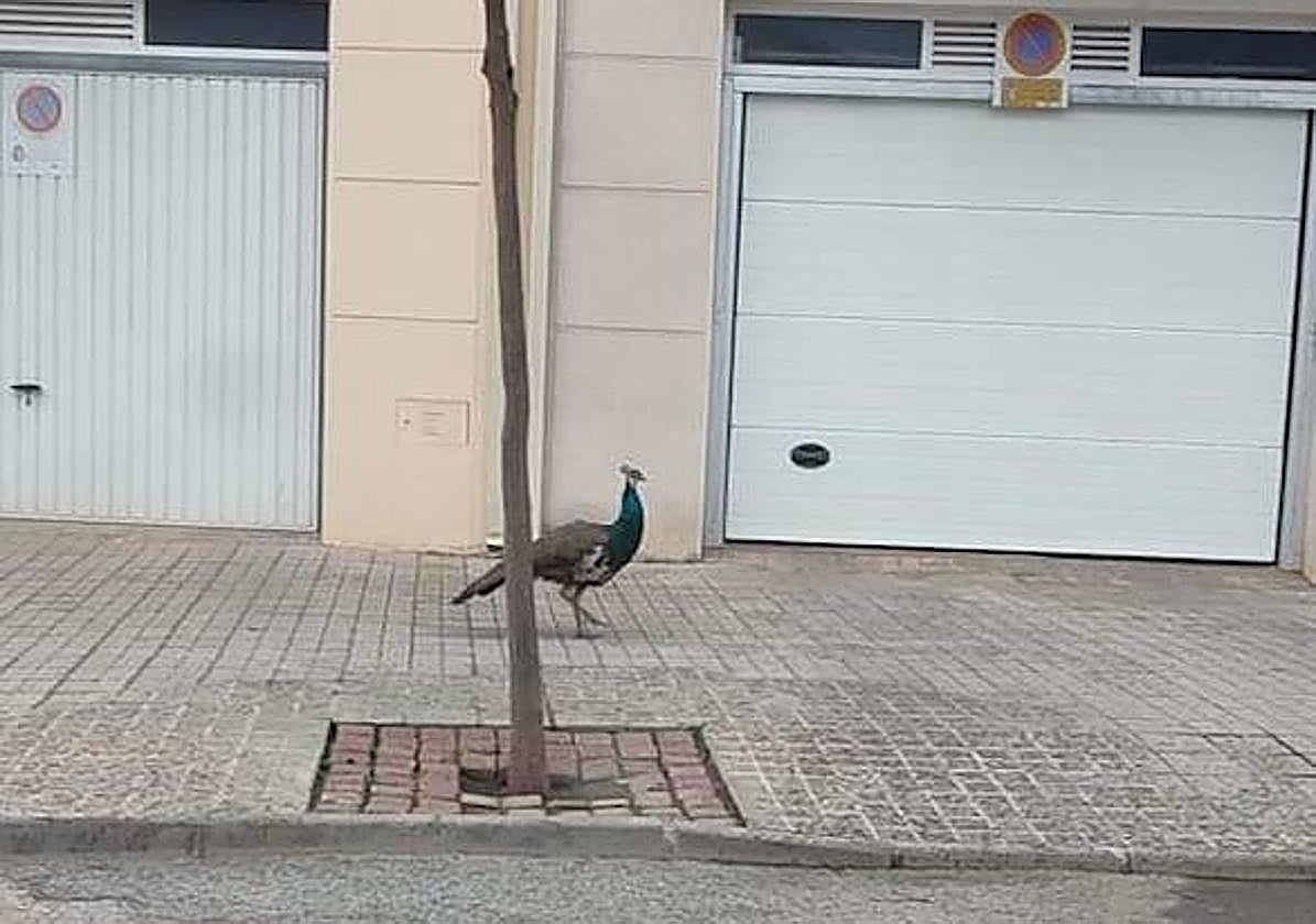 Uno de los pavos en la calle