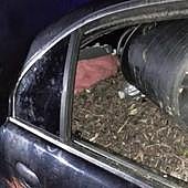 Agricultores cifran en 1,5 millones de euros las pérdidas por robo de aceitunas