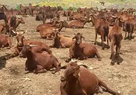 Cabras retintas en Villarta de los Montes, en la comarca de La Siberia.