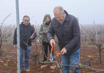 Uno de los 33 concursantes del certamen de poda organizado por la DO 'Ribera del Guadiana', esta mañana, en Bodegas Pozanco, en el término de Mérida, durante su prueba.
