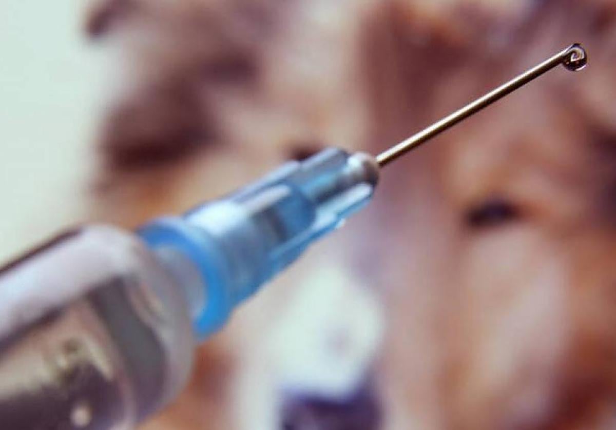 Fedexcaza ha pedido a la Junta de Extremadura que la vacuna antirrábica para los perros solo sea obligatoria cada tres años.