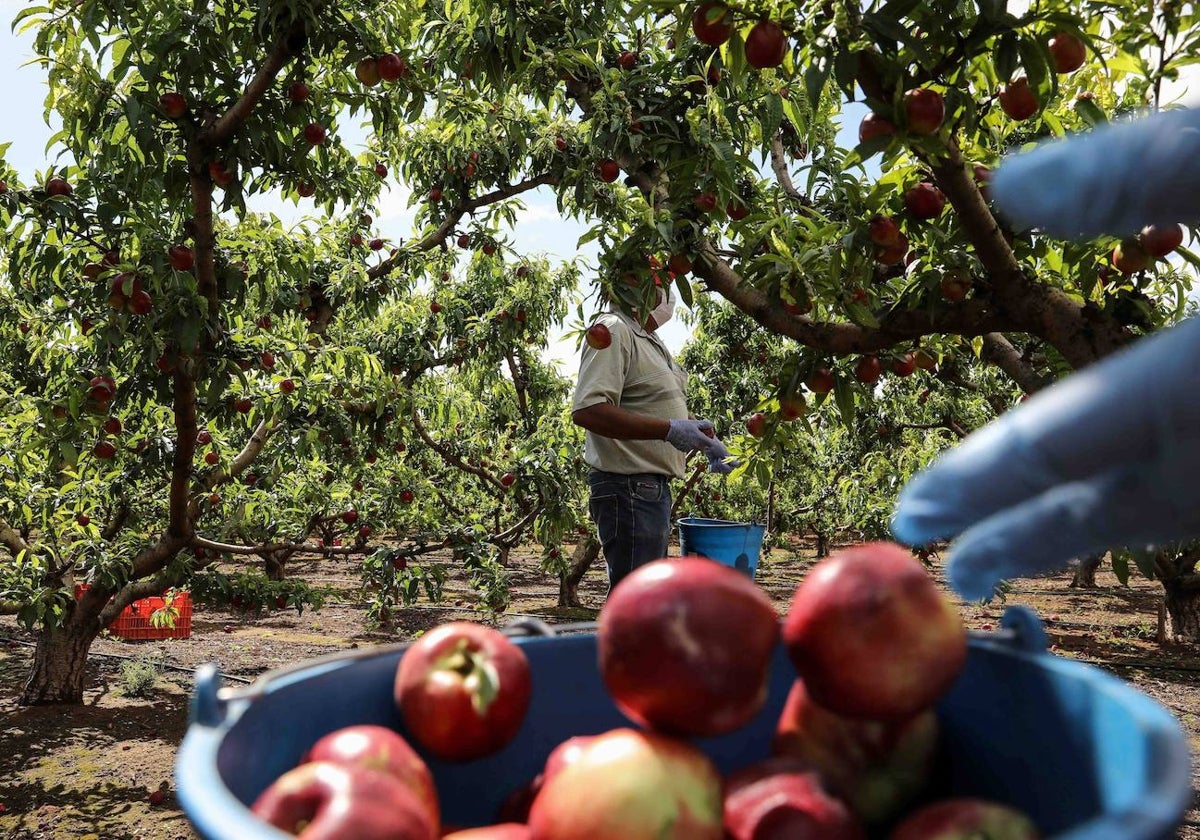 La agricultura y la ganadería son actividades que han sumado cerca de 600 empresas en el último año.