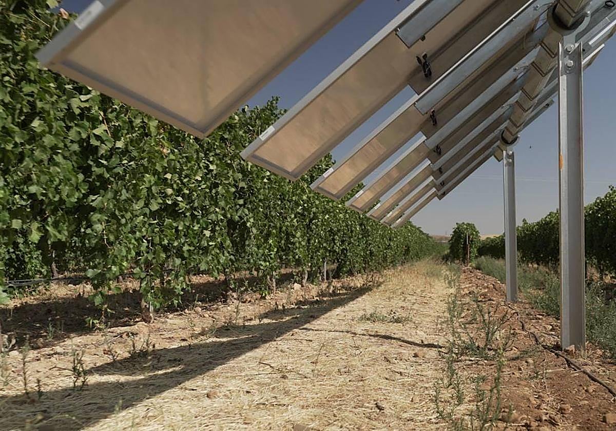 Paneles solares junto a cultivos en Extremadura.