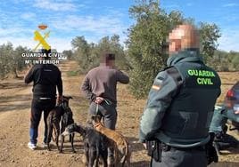 Investigados tres vecinos de Mérida por caza furtiva con galgos en Llerena