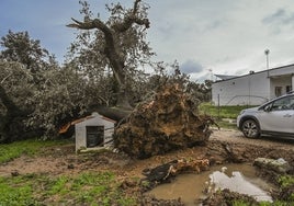 Encina arrancada esta madrugada en Badajoz, en la zona de Tres Arroyos, tras el paso de la borrasca Irene.