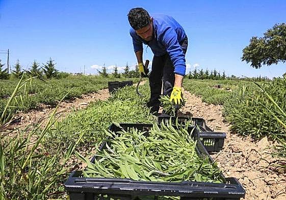 Parcelas sembradas con lavandín en la entrada a Ribera del Fresno desde Villafranca.