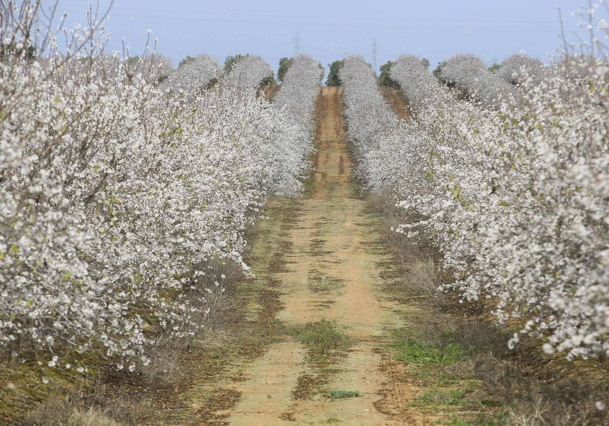 La almendra no remonta, tampoco en ecológico