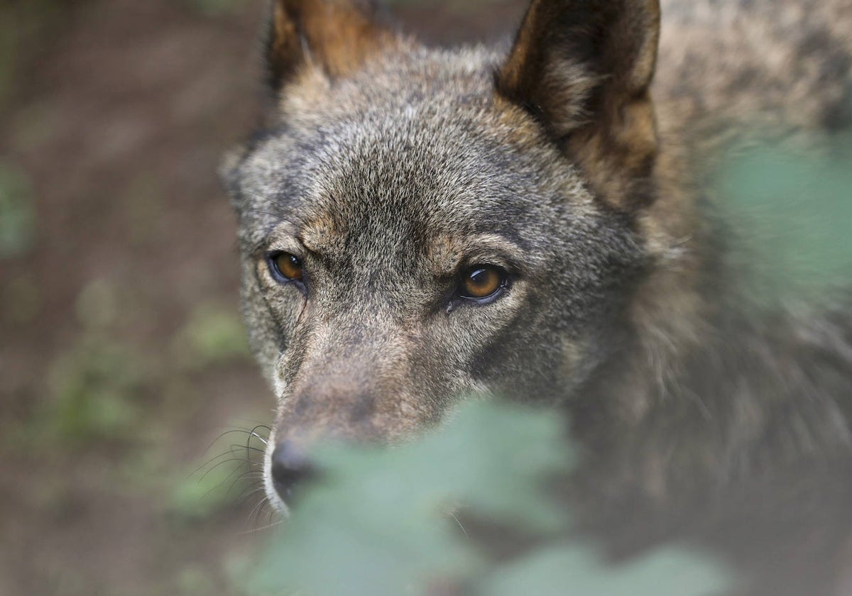 Ejemplar de lobo ibérico.