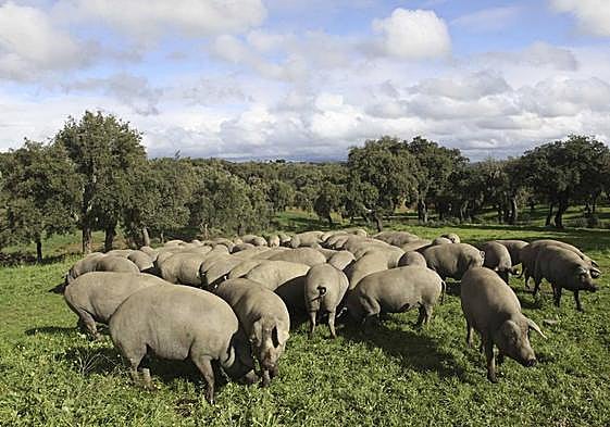 Cerdos ibéricos en la dehesa extremeña.