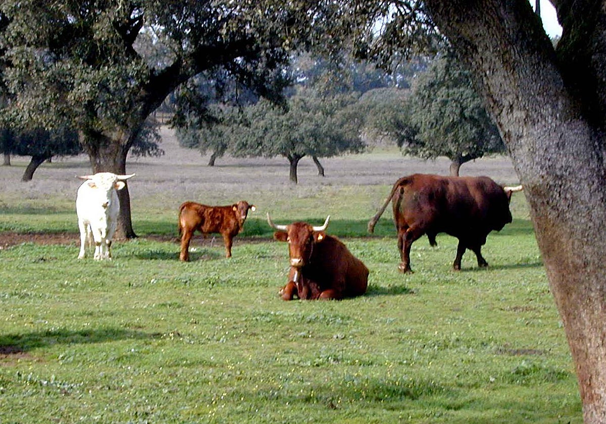 Ganado vacuno en la finca Valdesequera, en las inmediaciones de Badajoz.
