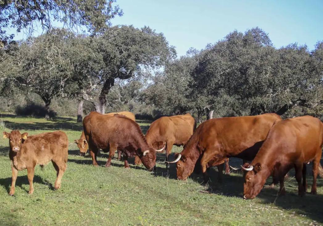 Ganado vacuno pastando en la dehesa extremeña.