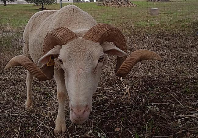 Carnero apartado de las hembras hasta primavera.