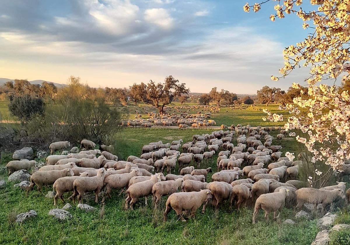 Ovejas pastando esta semana en un cordel de la finca de La Serena.