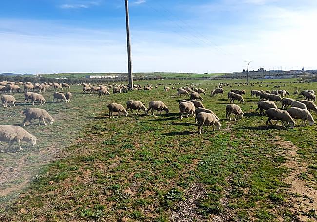 Pastando en una finca sin labrar reservada para el invierno y que se ha recuperado con la lluvia.
